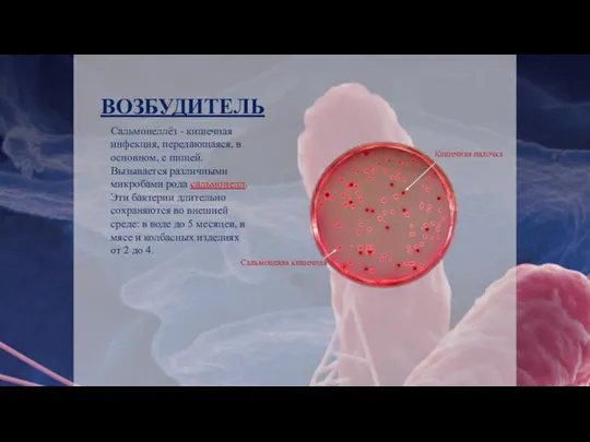 ВОЗБУДИТЕЛЬ Сальмонеллёз - кишечная инфекция, передающаяся, в основном, с пищей. Вызывается различными