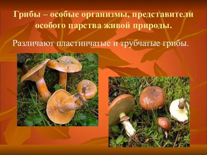 Грибы – особые организмы, представители особого царства живой природы. Различают пластинчатые и трубчатые грибы.