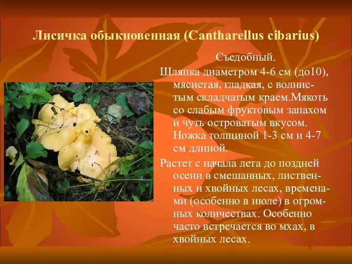 Лисичка обыкновенная (Cantharellus cibarius) Съедобный. Шляпка диаметром 4-6 см (до10), мясистая, гладкая,