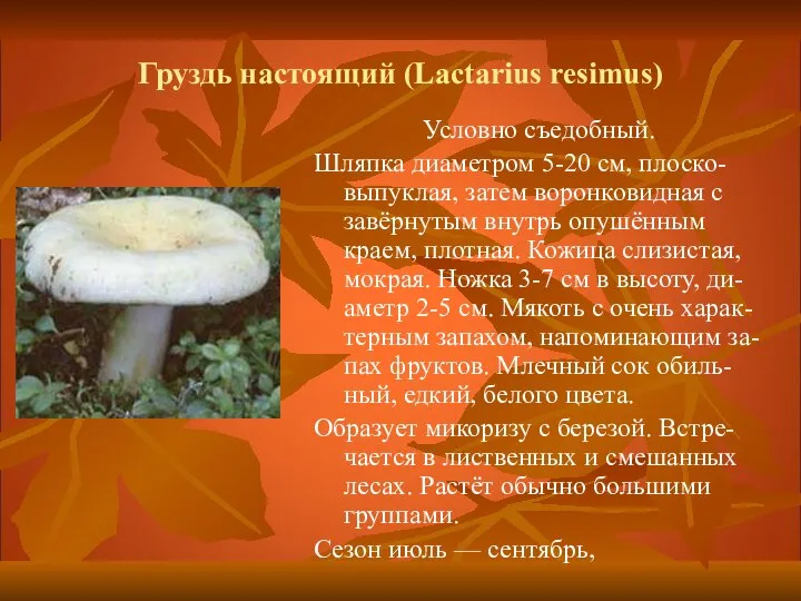 Груздь настоящий (Lactarius resimus) Условно съедобный. Шляпка диаметром 5-20 см, плоско-выпуклая, затем