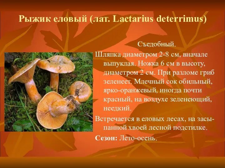 Рыжик еловый (лат. Lactarius deterrimus) Съедобный. Шляпка диаметром 2-8 см, вначале выпуклая.