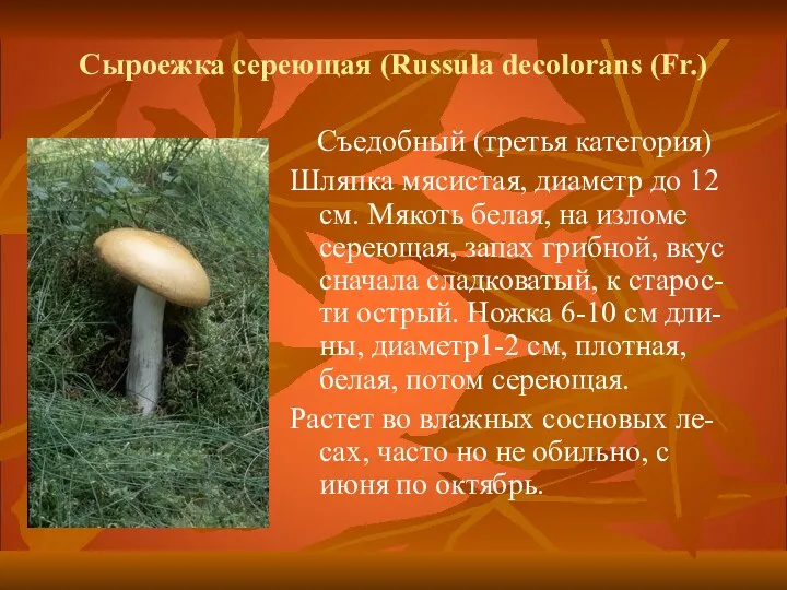 Сыроежка сереющая (Russula decolorans (Fr.) Съедобный (третья категория) Шляпка мясистая, диаметр до