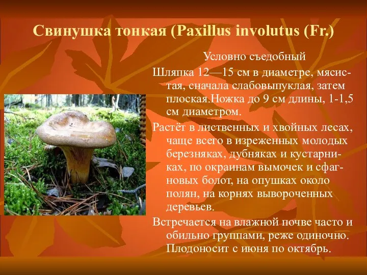 Свинушка тонкая (Paxillus involutus (Fr.) Условно съедобный Шляпка 12—15 см в диаметре,
