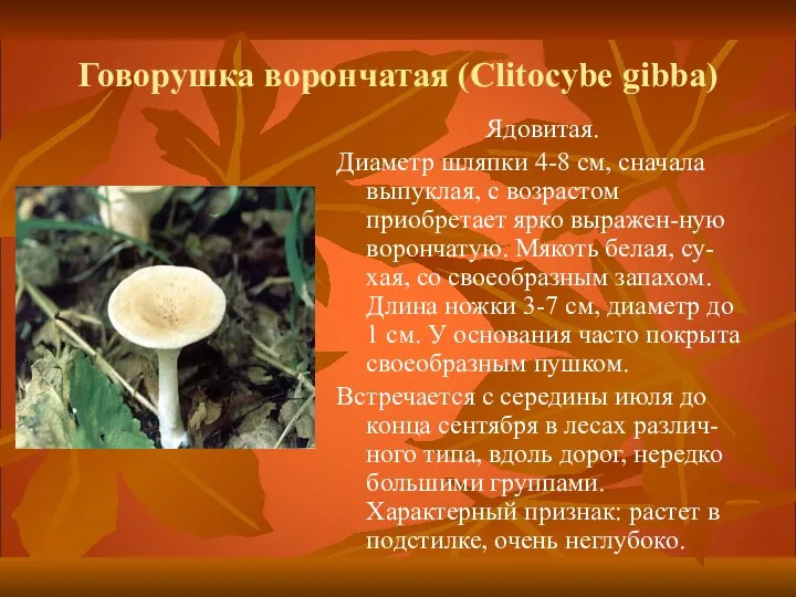 Говорушка ворончатая (Clitocybe gibba) Ядовитая. Диаметр шляпки 4-8 см, сначала выпуклая, с