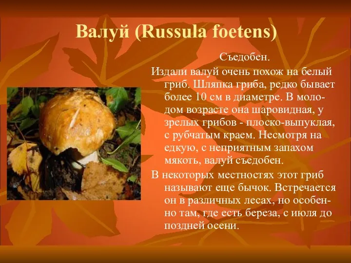 Валуй (Russula foetens) Съедобен. Издали валуй очень похож на белый гриб. Шляпка