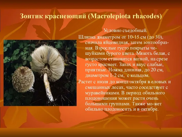 Зонтик краснеющий (Macrolepiota rhacodes) Условно съедобный. Шляпка диаметром от 10-15 см (до