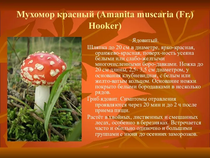 Мухомор красный (Amanita muscaria (Fr.) Hooker) Ядовитый. Шляпка до 20 см в