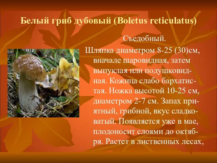 Белый гриб дубовый (Boletus reticulatus) Съедобный. Шляпка диаметром 8-25 (30)см, вначале шаровидная,