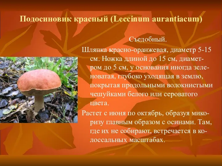 Подосиновик красный (Leccinum aurantiacum) Съедобный. Шляпка красно-оранжевая, диаметр 5-15 см. Ножка длиной