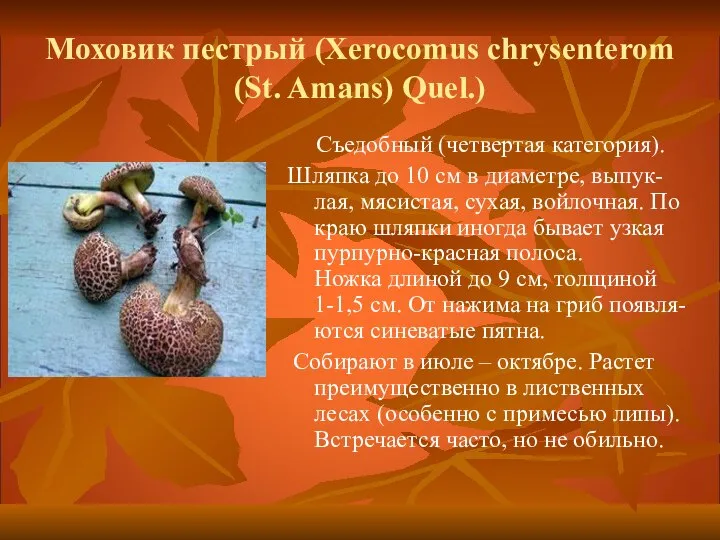 Моховик пестрый (Xerocomus chrysenterom (St. Amans) Quel.) Съедобный (четвертая категория). Шляпка до