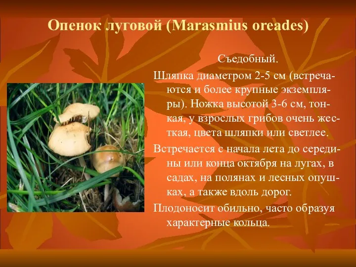 Опенок луговой (Marasmius oreades) Съедобный. Шляпка диаметром 2-5 см (встреча-ются и более