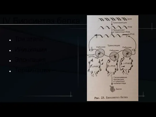 IV Биосинтез белка Три этапа: Инициация Элонгация Терминация