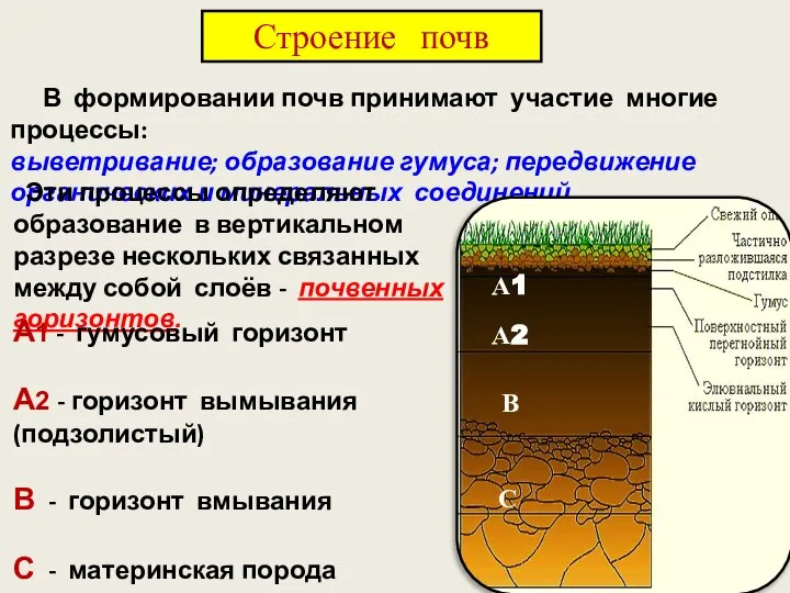 Строение почв В формировании почв принимают участие многие процессы: выветривание; образование гумуса;