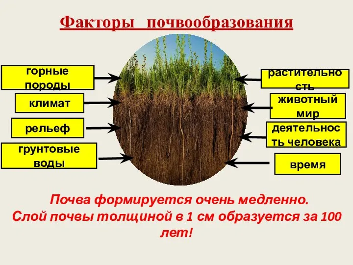 Факторы почвообразования горные породы грунтовые воды климат рельеф время деятельность человека животный