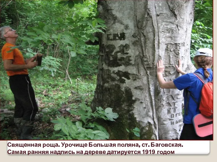 Священная роща. Урочище Большая поляна, ст. Баговская. Самая ранняя надпись на дереве датируется 1919 годом