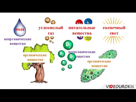 неорганические вещества неорганические вещества органические вещества органические вещества вода углекислый газ питательные вещества солнечный свет