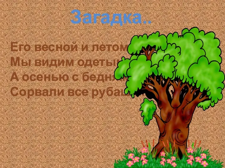 Его весной и летом Мы видим одетым, А осенью с бедняжки Сорвали все рубашки. Загадка..