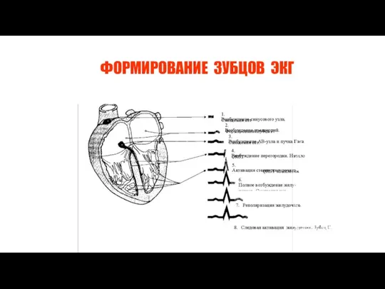 ФОРМИРОВАНИЕ ЗУБЦОВ ЭКГ