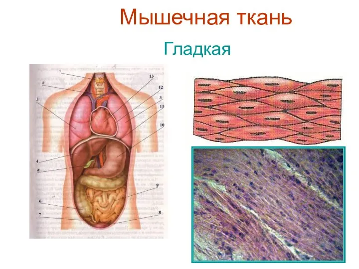 Мышечная ткань Гладкая