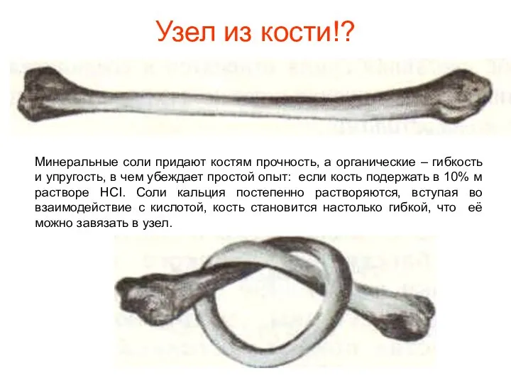 Узел из кости!? Минеральные соли придают костям прочность, а органические – гибкость