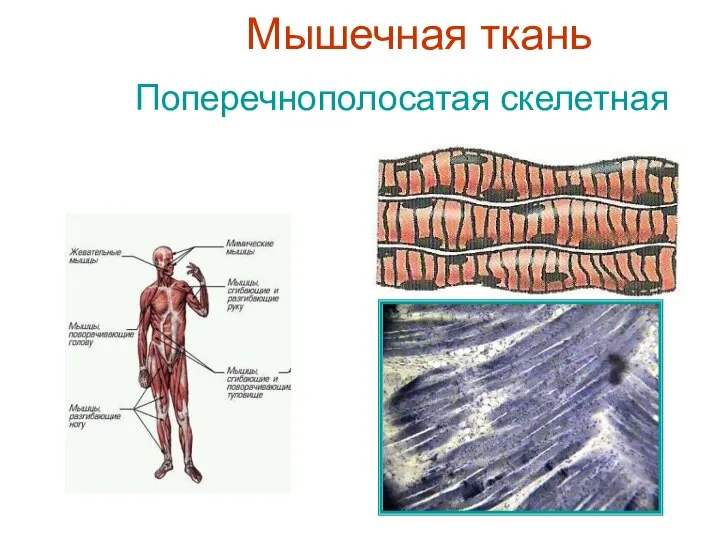 Мышечная ткань Поперечнополосатая скелетная