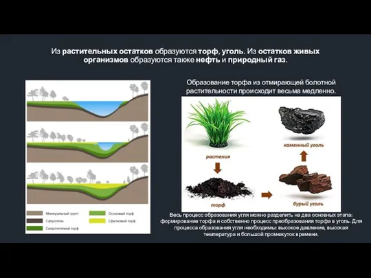 Из растительных остатков образуются торф, уголь. Из остатков живых организмов образуются также