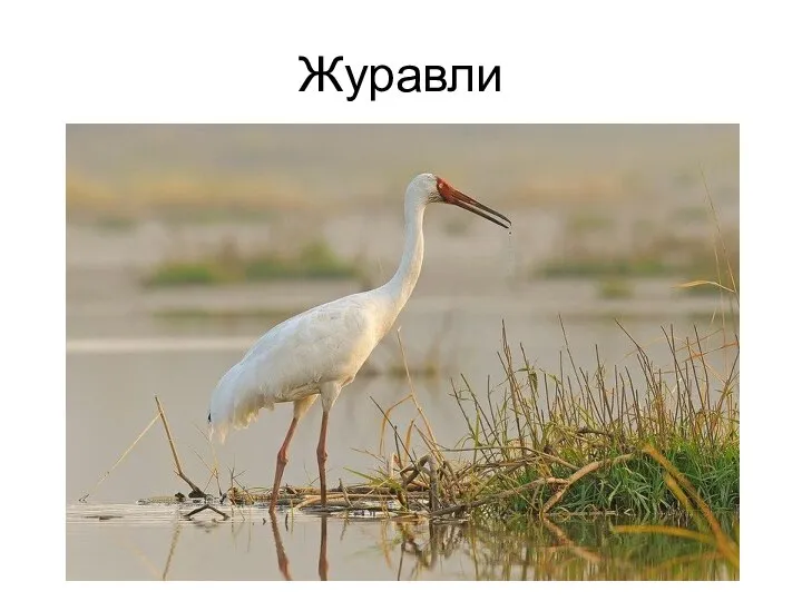 Журавли