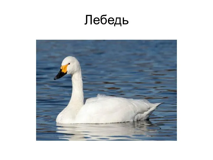 Лебедь