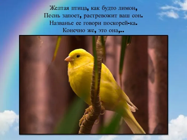 Желтая птица, как будто лимон, Песнь запоет, растревожит ваш сон. Названье ее