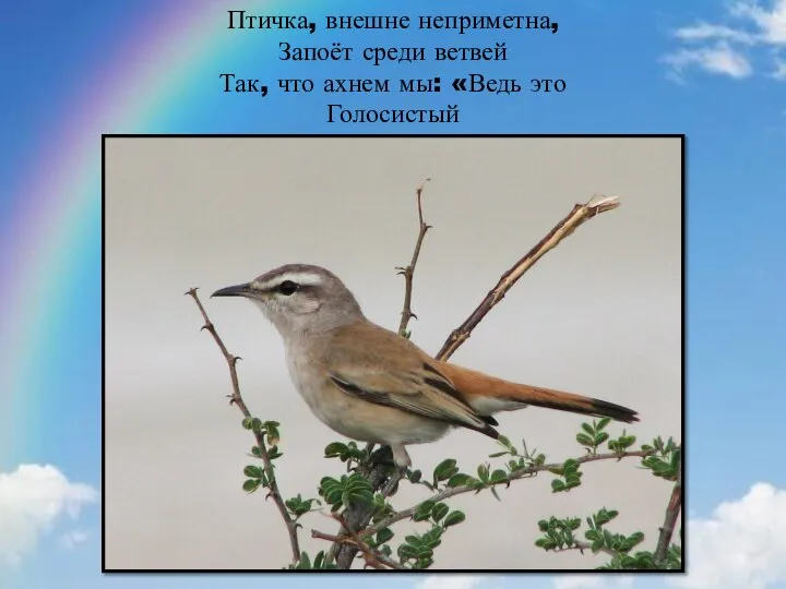 Птичка, внешне неприметна, Запоёт среди ветвей Так, что ахнем мы: «Ведь это Голосистый