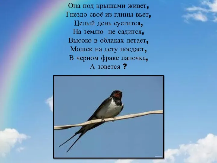 Она под крышами живет, Гнездо своё из глины вьет, Целый день суетится,