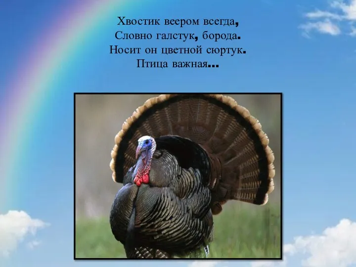 Хвостик веером всегда, Словно галстук, борода. Носит он цветной сюртук. Птица важная…