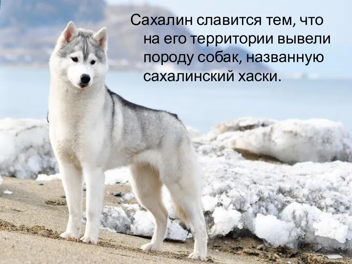 Сахалин славится тем, что на его территории вывели породу собак, названную сахалинский хаски.