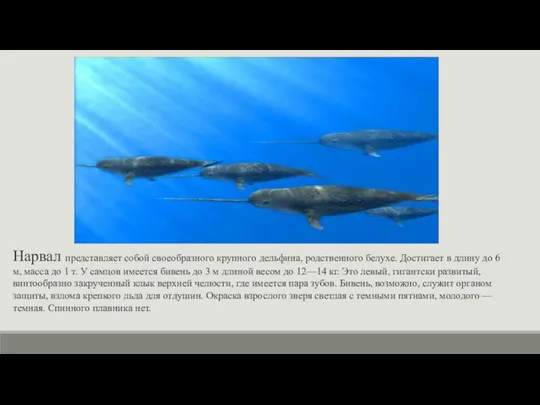 Нарвал представляет собой своеобразного крупного дельфина, родственного белухе. Достигает в длину до