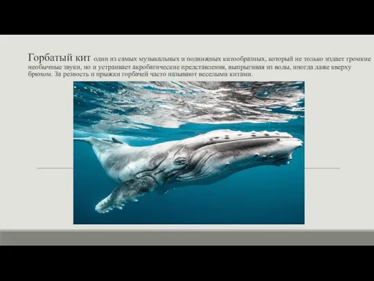 Горбатый кит один из самых музыкальных и подвижных китообразных, который не только
