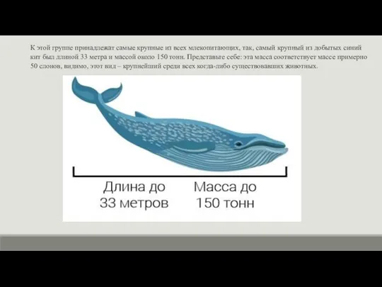 К этой группе принадлежат самые крупные из всех млекопитающих, так, самый крупный