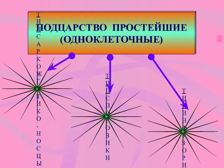 ПОДЦАРСТВО ПРОСТЕЙШИЕ (ОДНОКЛЕТОЧНЫЕ)