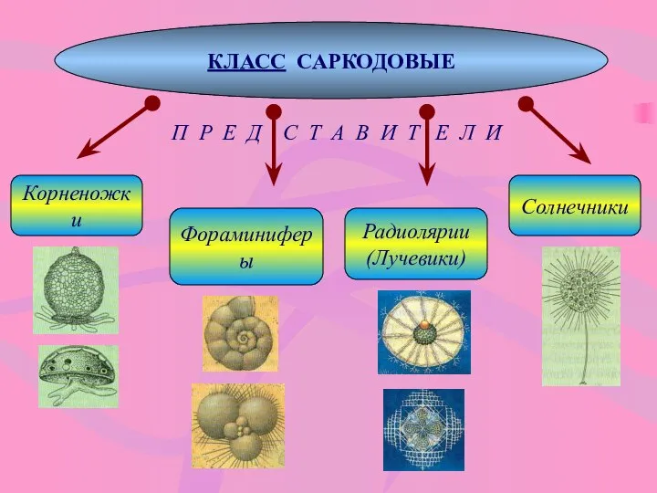 КЛАСС САРКОДОВЫЕ П Р Е Д С Т А В И Т Е Л И