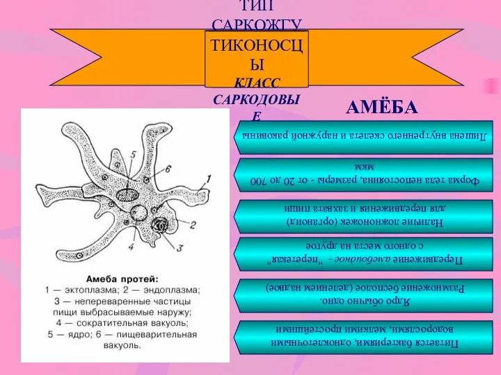 ТИП САРКОЖГУТИКОНОСЦЫ КЛАСС САРКОДОВЫЕ АМЁБА Лишена внутреннего скелета и наружной раковины Форма