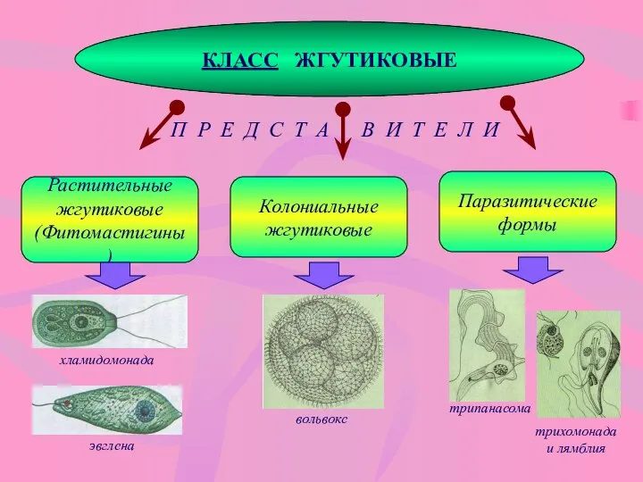 КЛАСС ЖГУТИКОВЫЕ Растительные жгутиковые (Фитомастигины) П Р Е Д С Т А