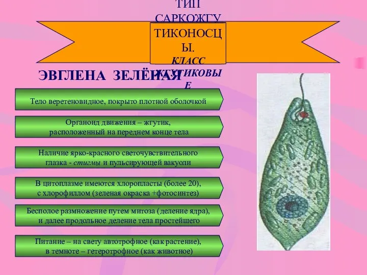 ТИП САРКОЖГУТИКОНОСЦЫ. КЛАСС ЖГУТИКОВЫЕ ЭВГЛЕНА ЗЕЛЁНАЯ Тело веретеновидное, покрыто плотной оболочкой Наличие