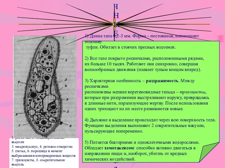 ТИП ИНФУЗОРИИ (РЕСНИЧНЫЕ) - Инфузория туфелька 1) Длина тела 0,2-3 мм. Форма