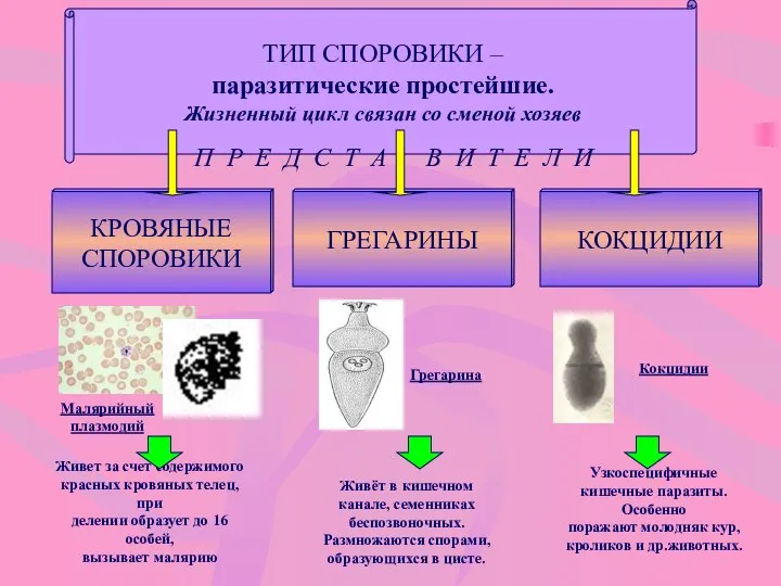 ТИП СПОРОВИКИ – паразитические простейшие. Жизненный цикл связан со сменой хозяев П