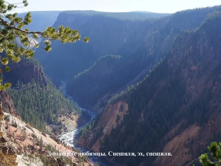 Домашние любимцы. Спешили, эх, спешили.