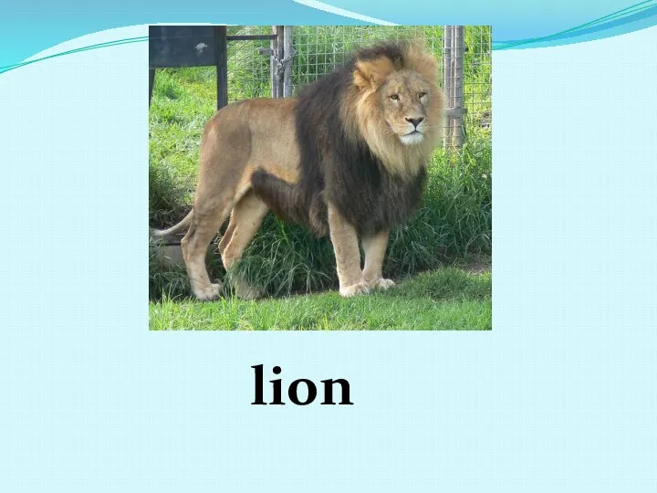 lion