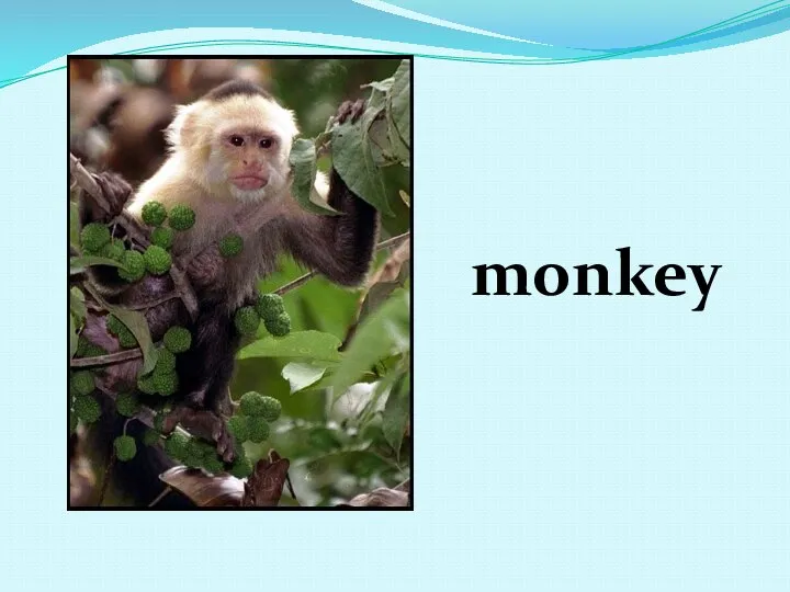 monkey