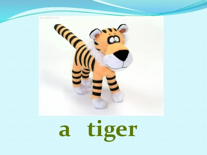 a tiger