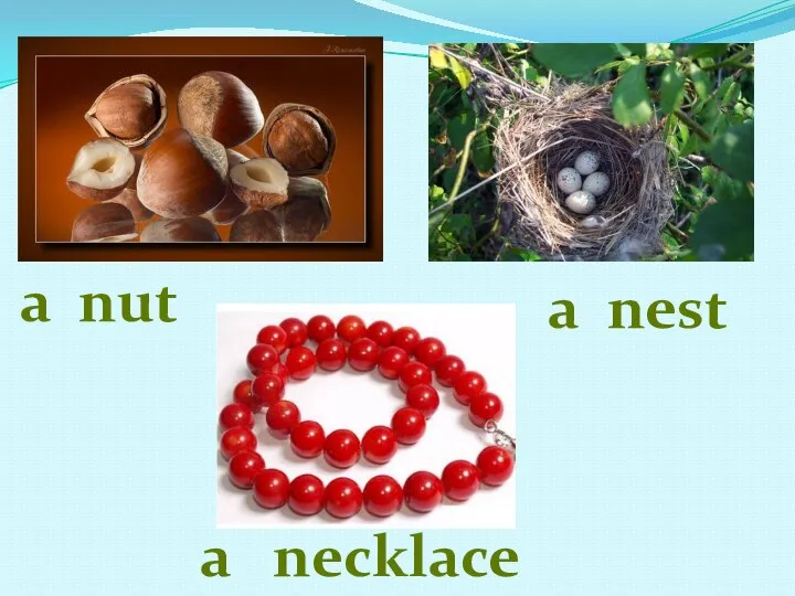 a nest a nut a necklace