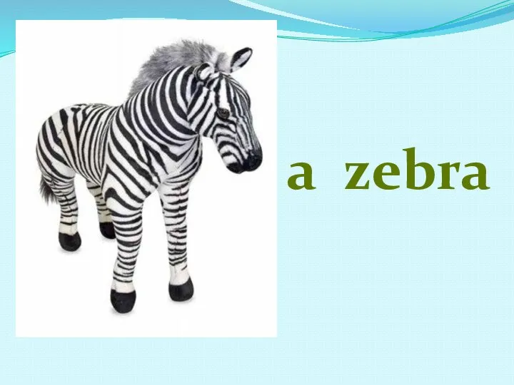 a zebra