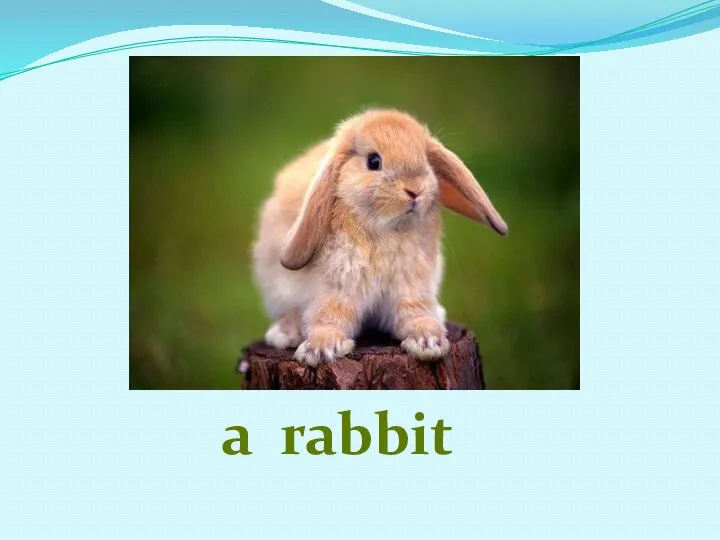 a rabbit